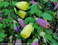 Bauhinia tomentosa