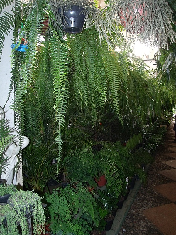 Fênix Plantas e Jardins SAMAMBAIAS Como cuidar Fênix Plantas e Jardins SAMAMBAIAS Como cuidar