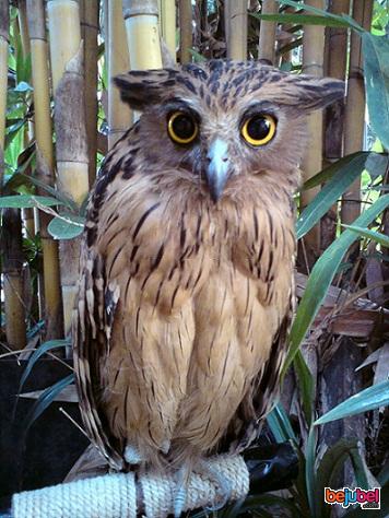 Budidaya | Informasi Budidaya: Keunikan Burung Hantu