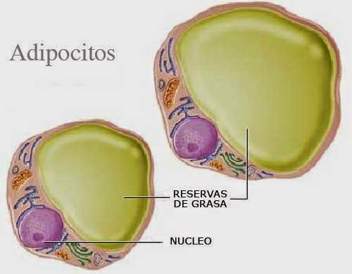 Este caso como quemar grasa corporal rГЎpidamente Cncer tambin como quemar grasa corporal rГЎpidamente cantidad