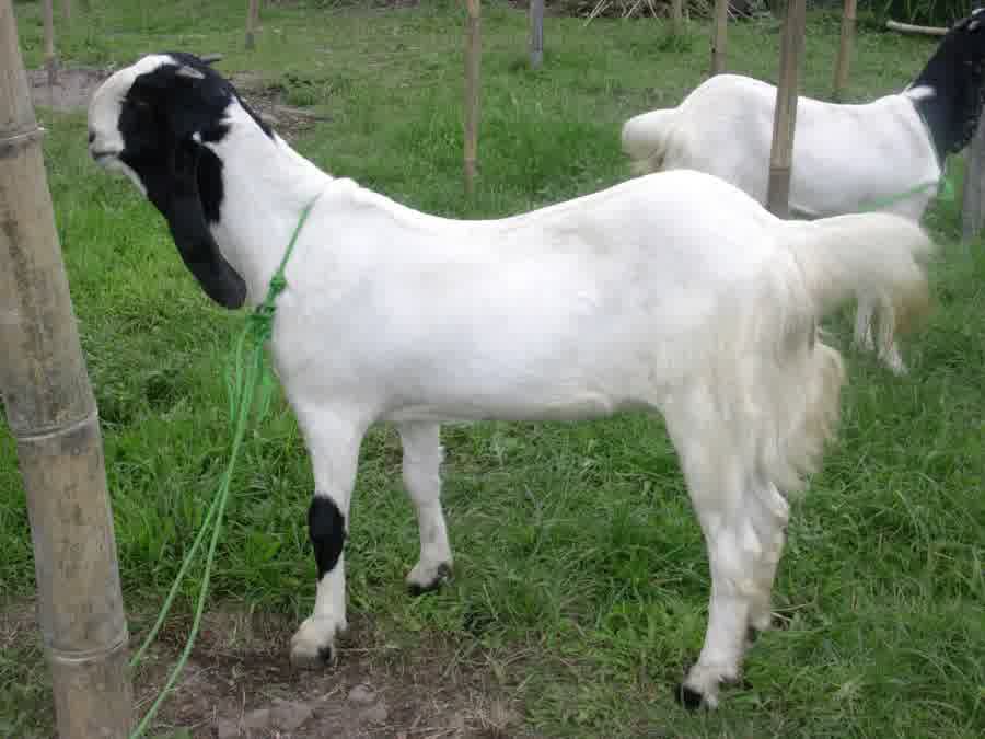 KAMBINGKU: 12 Jenis Kambing di Indonesia yang Cocok untuk Bisnis dan Qurban