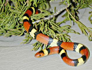 Coral Snake Coral Snake