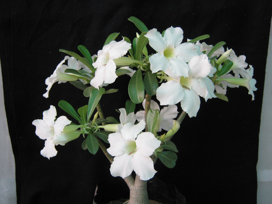 Bonsai Adenium Plant Bonsai Plants Bonsai Suppliers Indian Bonsai Adenium Plant Bonsai Plants Bonsai Suppliers Indian