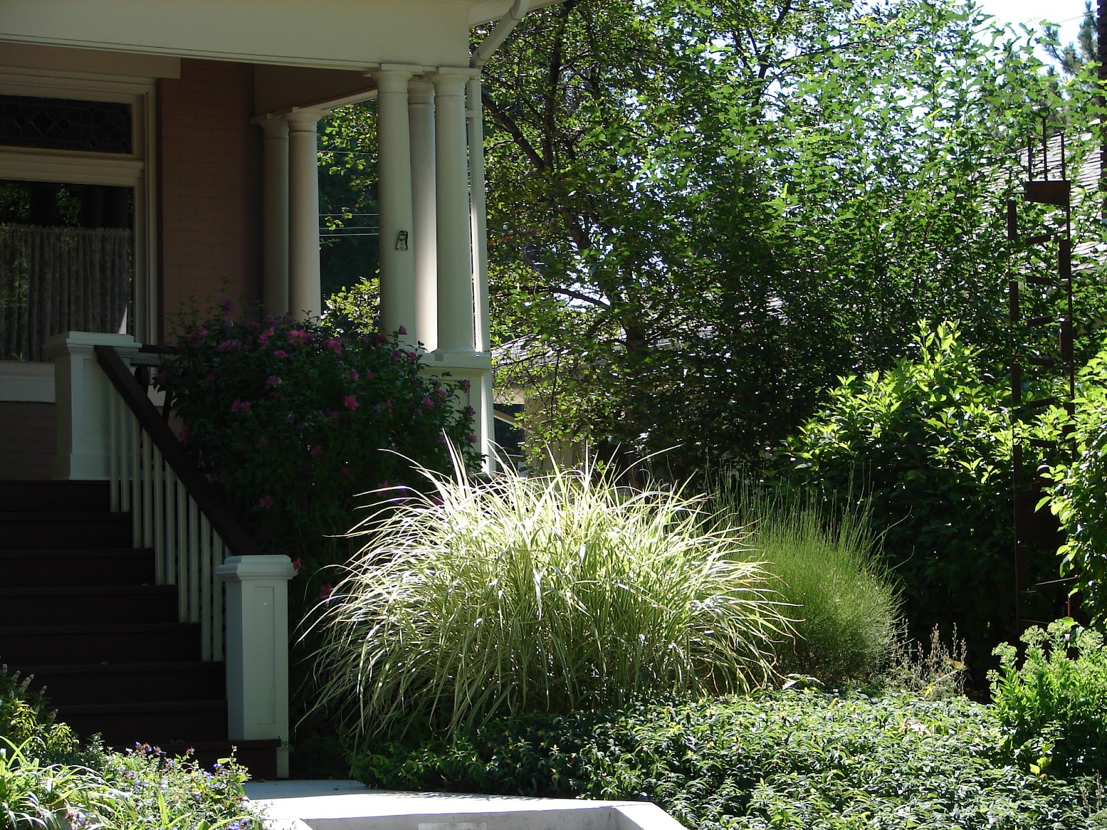 New Utah Gardener My Favorite Ornamental Grass!