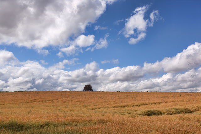 A single tree with fluffy clouds above in the Cotswold countryside by Martyn Ferry Photography