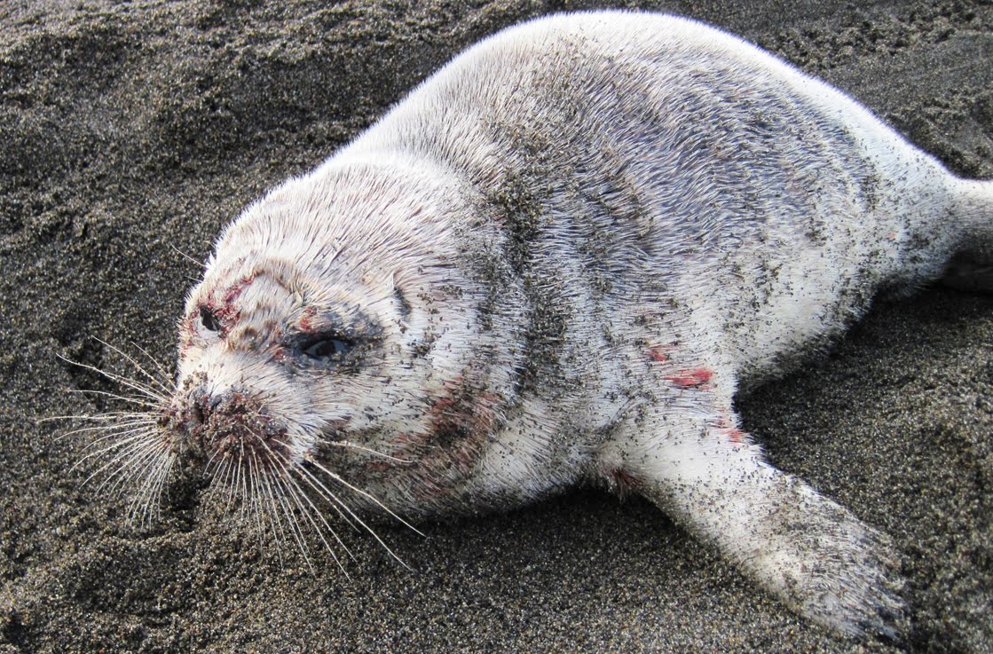 what next UPDATE re Deaths of ringed seals in Alaska