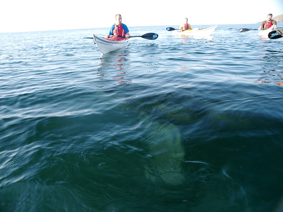 Adventurous Experiences Blog Sea Kayaking with Basking Sharks today!