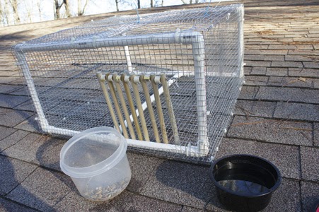 Pigeons Palace: Build your own pigeon trap