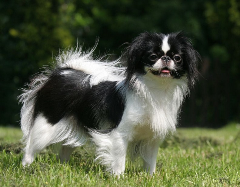 Kleine Bis Mittelgroße Hunderassen, die bellen nicht Hunde Welpen