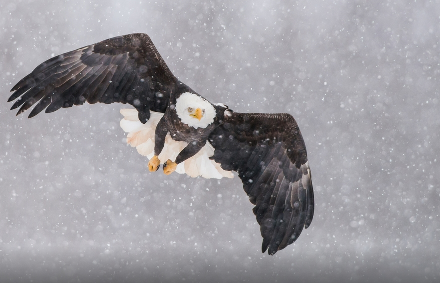 White Wolf : Fascinating Wildlife Pictures of Maxime Riendeau Will Take