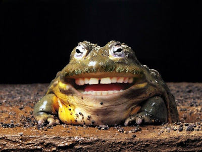 Funny+Toad+Smile.jpg