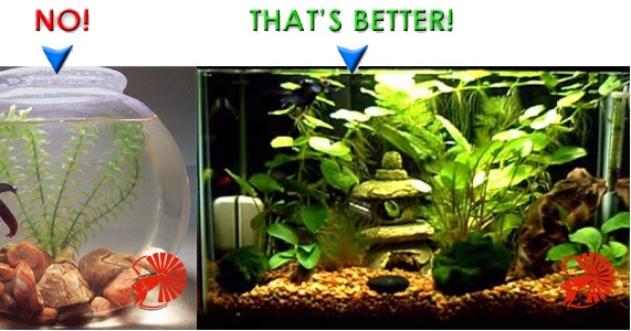 all about betta fish minimum size of tank requirement for fish bowl size chart