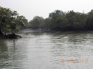 View of the Sundarbans Mangrove forests.