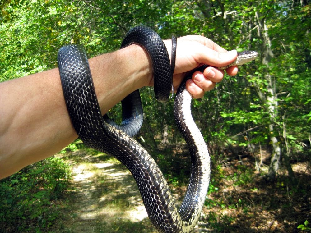 Living In Grace Blog Shaking off the snakes