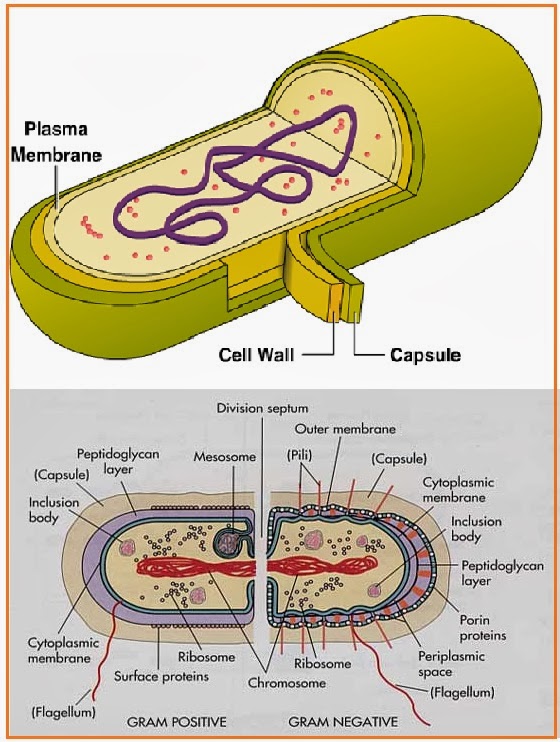 Biology Page Kapsul Bakteri