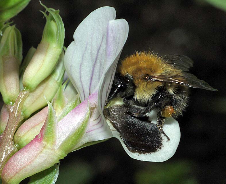 A Digital Botanic Garden Broad bean aka faba bean, Vicia faba, Fabaceae