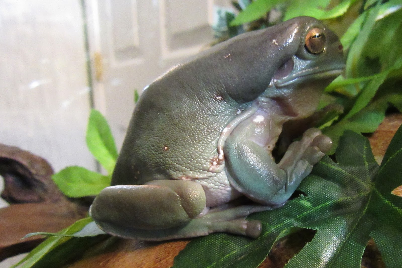 Momcicle Mania White's tree frog aka Dumpy tree frog aka Litoria caerulea