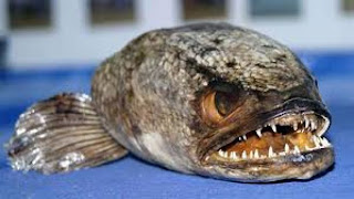 It's big, it's mean, it's Frankenfish! Asian 'Frankenfish' snakehead