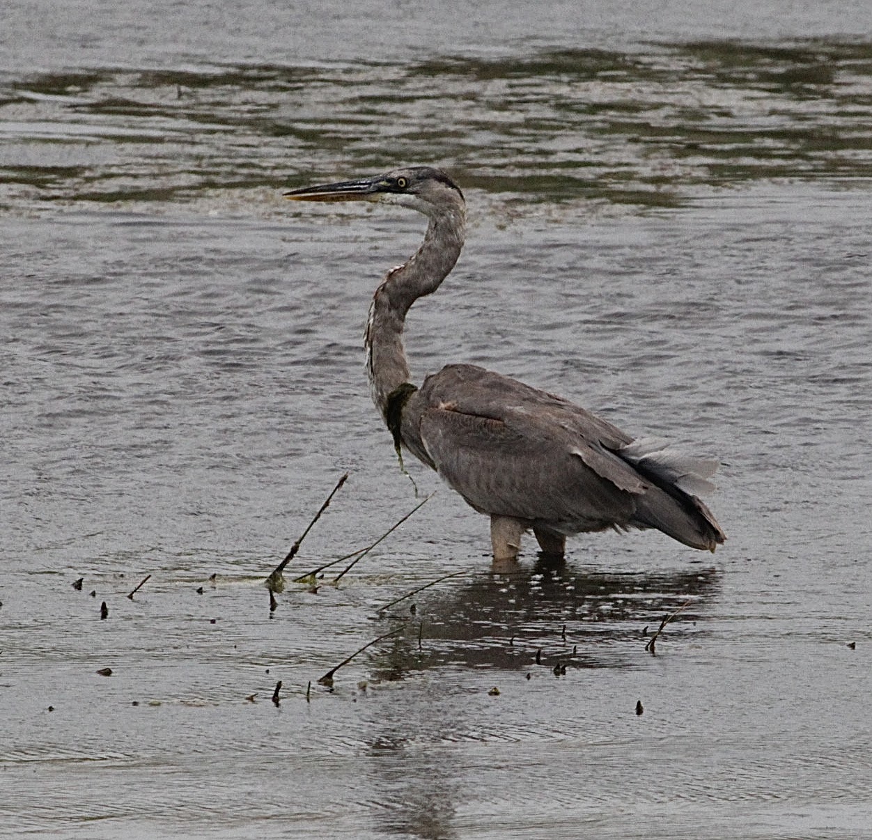 The Nature of Things Birding Anahuac National Wildlife Refuge