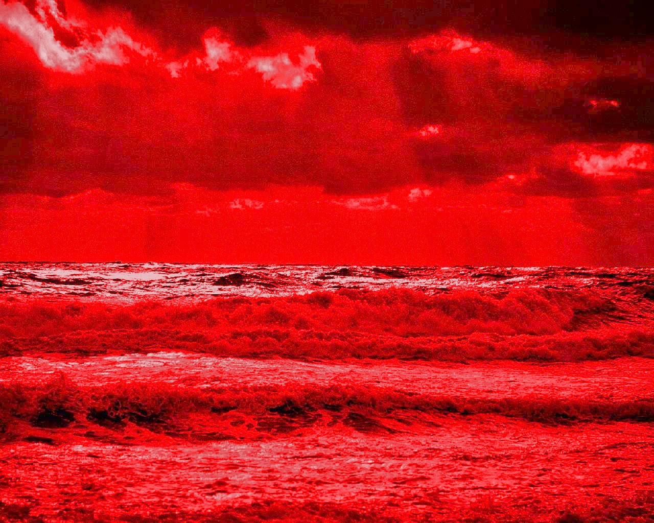 Water Drops on Red Rose Wallpapers | Picture Gallery