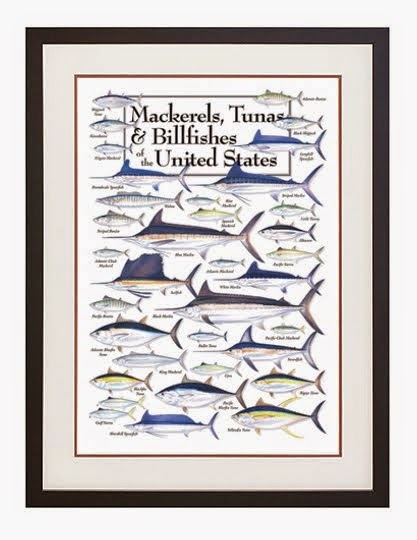 Mackerels, Tunas and Billfishes of the United States