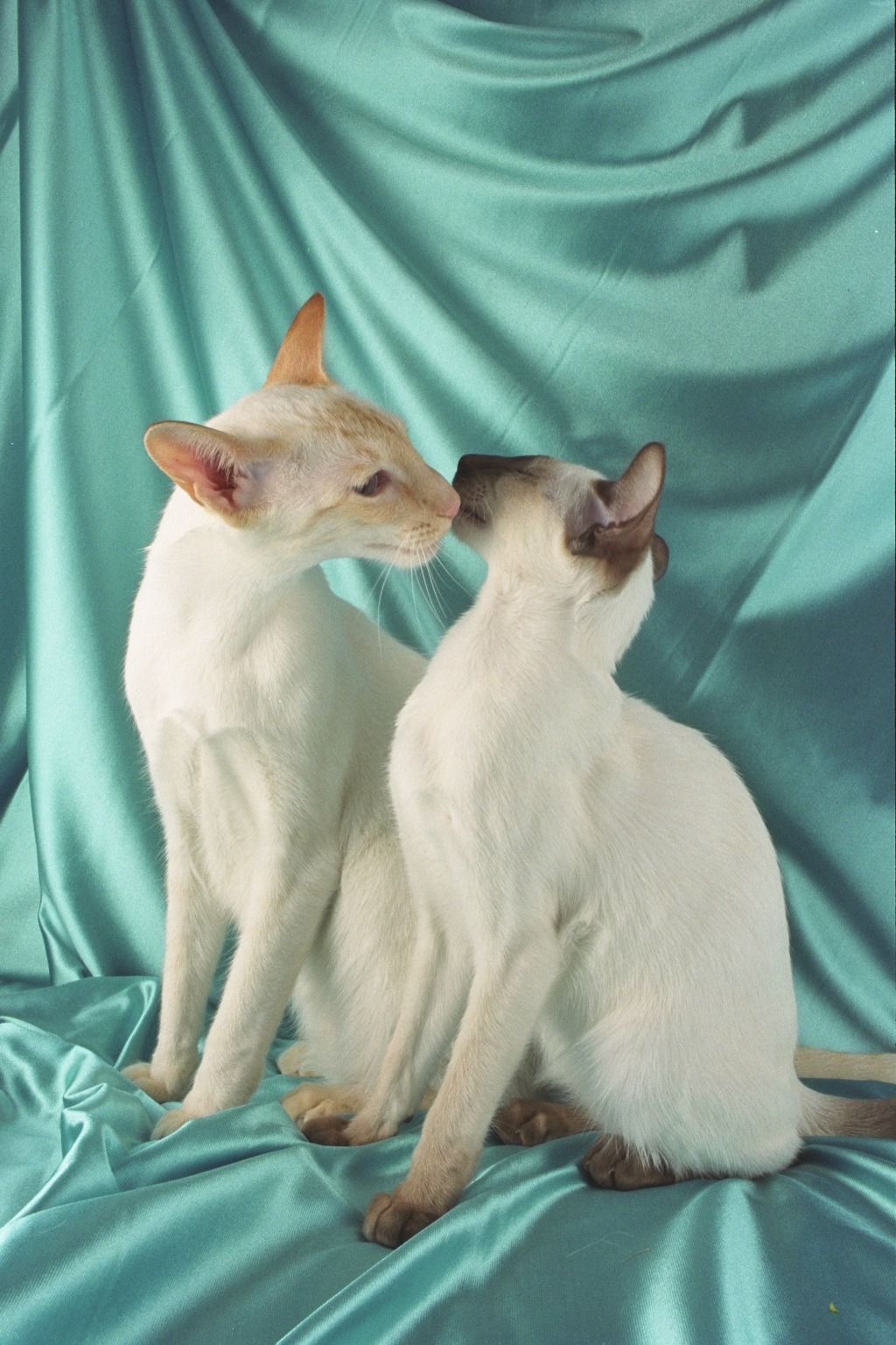 Red Siamese