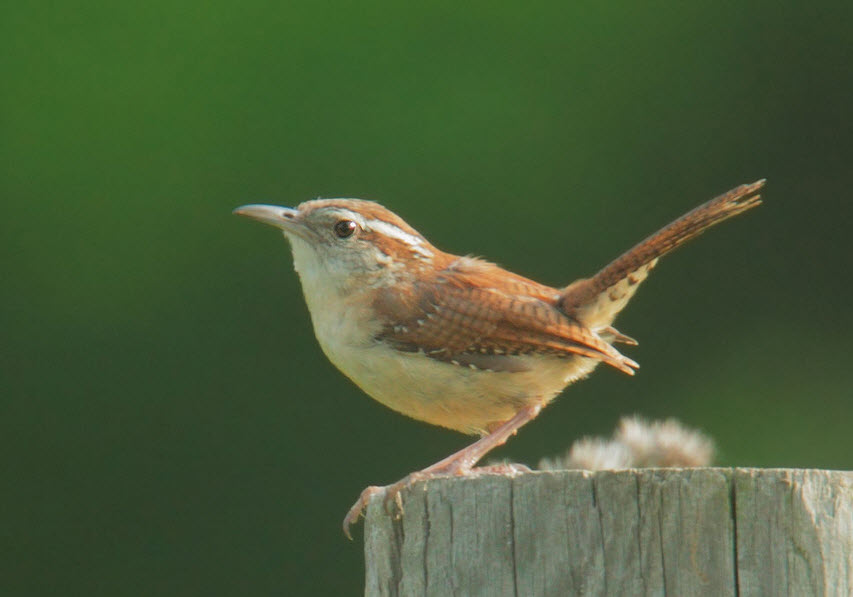 carolina wren the biggest animals kingdom carolina wren the biggest animals kingdom