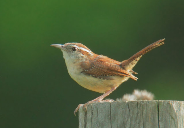 carolina wren the biggest animals kingdom carolina wren the biggest animals kingdom