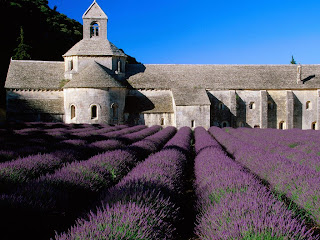 Great Lavender Field Great Lavender Field