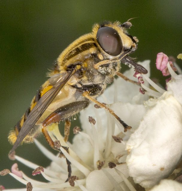 Hoverfly, Helophilus pendulus, on Midland Hawthorn, Crataega lavigata. Marden Meadow with the Orpington Field Club, 25 May 2013. Hoverfly, Helophilus pendulus, on Midland Hawthorn, Crataega lavigata. Marden Meadow with the Orpington Field Club, 25 May 2013.