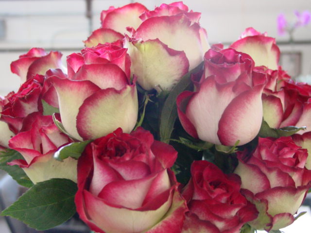 Stevens and Son Wholesale Florist: Rose of the Week