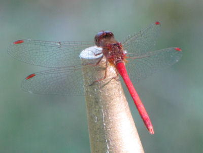 ruby meadowhawk dragonfly