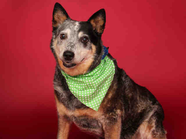 australian cattle adoption talking dogs at for of a adopt sally a senior australian cattle australian cattle adoption talking dogs at for of a adopt sally a senior australian cattle