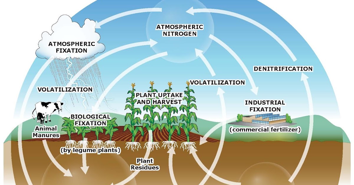 Use Natural Plant Nutrients Use Natural Plant Nutrients