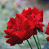Where The Wild Roses Grow