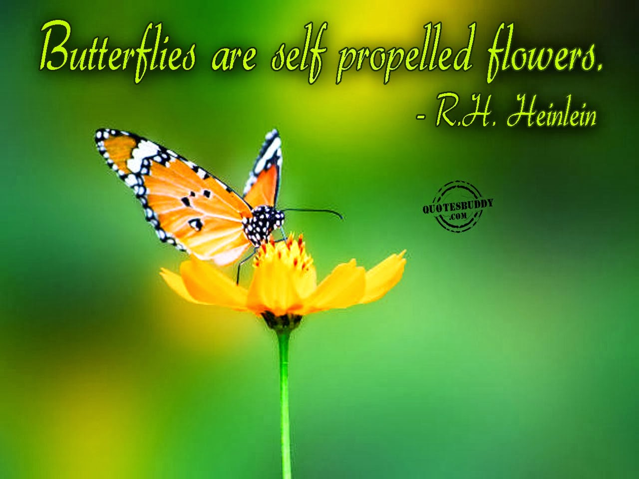 Butterfly and Flowers Quotes Butterfly and Flowers Quotes and natural pictures