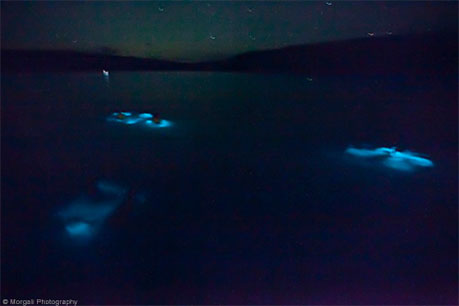 Bioluminescent Sand