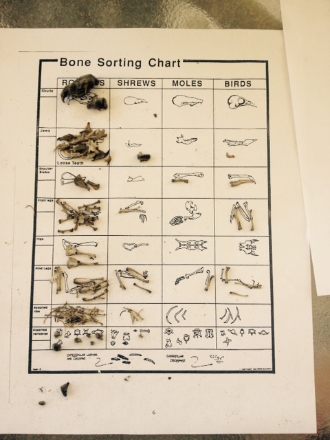 Owl Pellet Bone Sorting Chart
