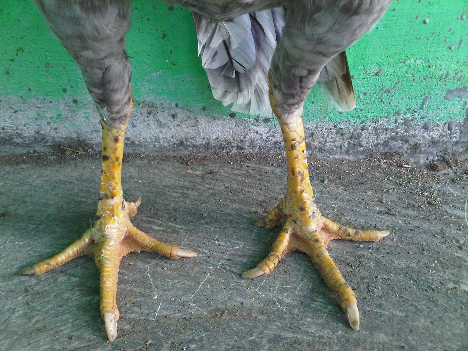 Pembuatan pakan ternak sapi fermentasi penggemukan sapi potong secara cepat
