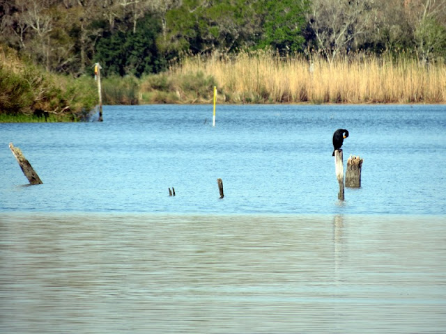 Armand Bayou Armand Bayou Nature Center