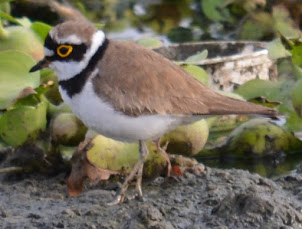 Little Ringed Plover