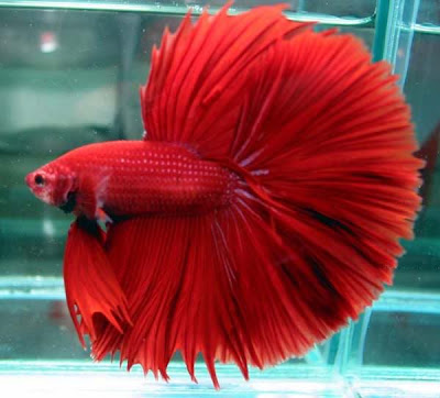 Foto Galeri Ikan Cupang Halfmoon