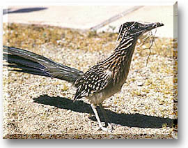 desert prey animals desert prey animals