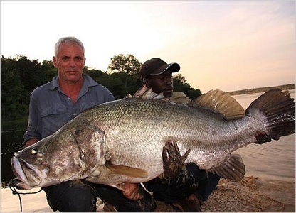 Cá vược sông Nile Cá vược sông Nile
