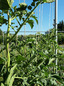String-Trellised Tomato Plants