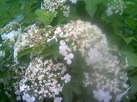 Hydrangea "Annabella"