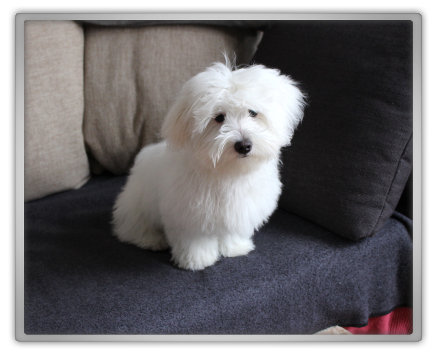 jofee saccone joly maltese dog puppy 23 weeks old 5 months cute adorable marjolein kucmer floof fluffy pet shower 1 jofee saccone joly maltese dog puppy 23 weeks old 5 months cute adorable marjolein kucmer floof fluffy pet shower 1