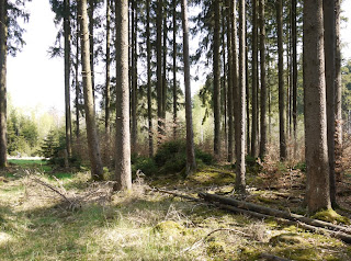 Bild 2: Grabhügel im Forstenrieder Park Bild 2: Grabhügel im Forstenrieder Park