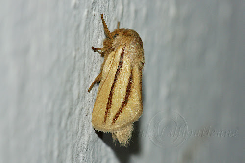 Papillon de nuit