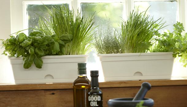 The Diligent Gardener: Growing herbs on your Windowsill